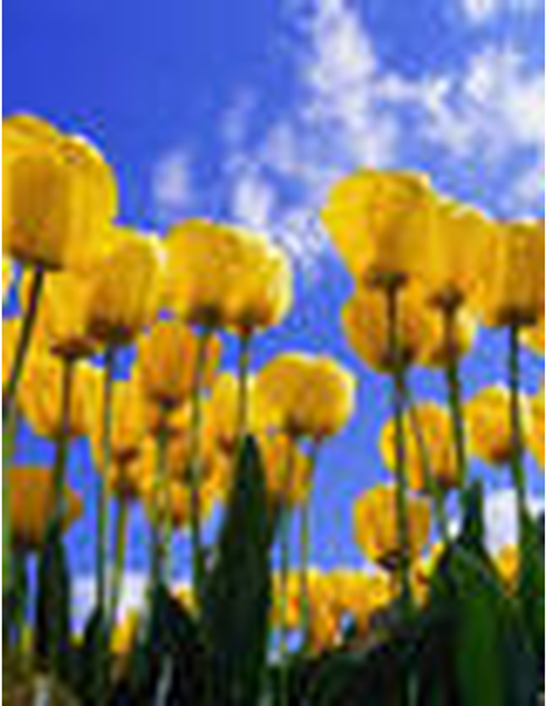 Linda Darnell (Haynie) Mcclure