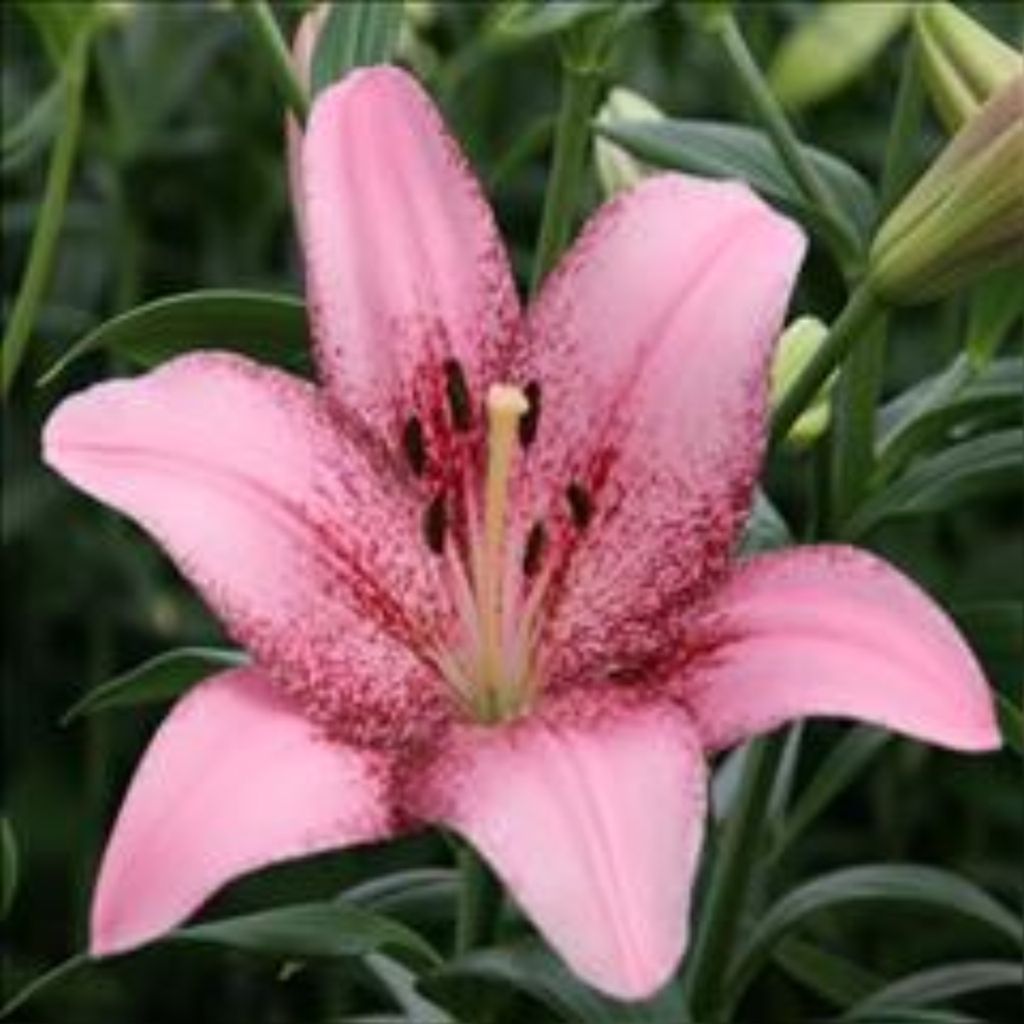 Salle Laurie Mullennax