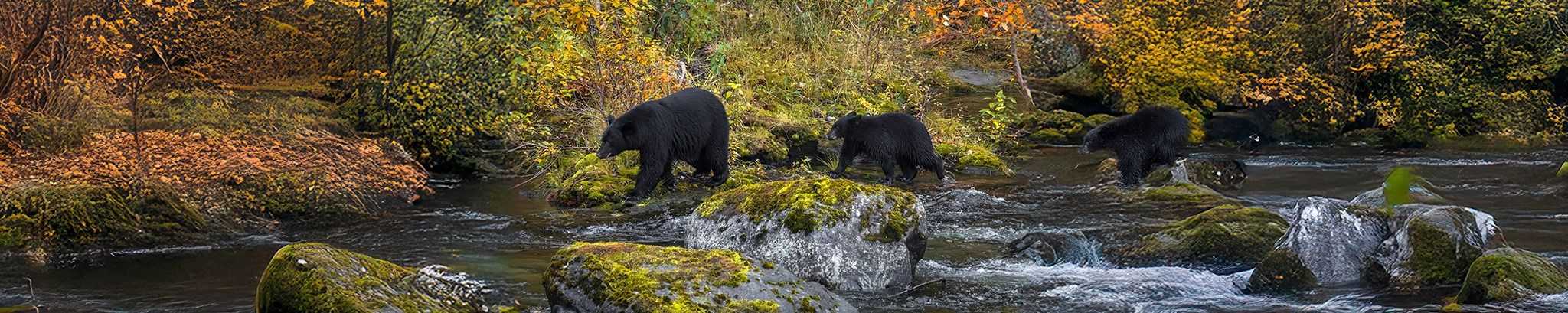 Cover for Marlys Ann Dawes (Knepke)'s Obituary