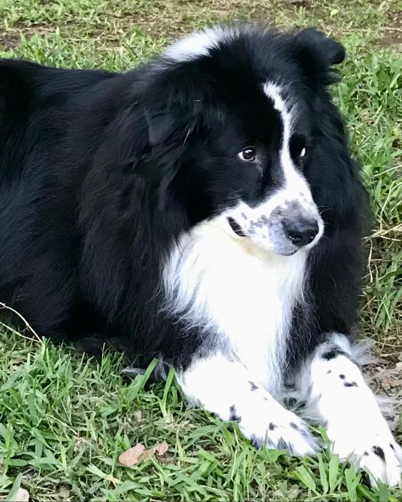 Jovi