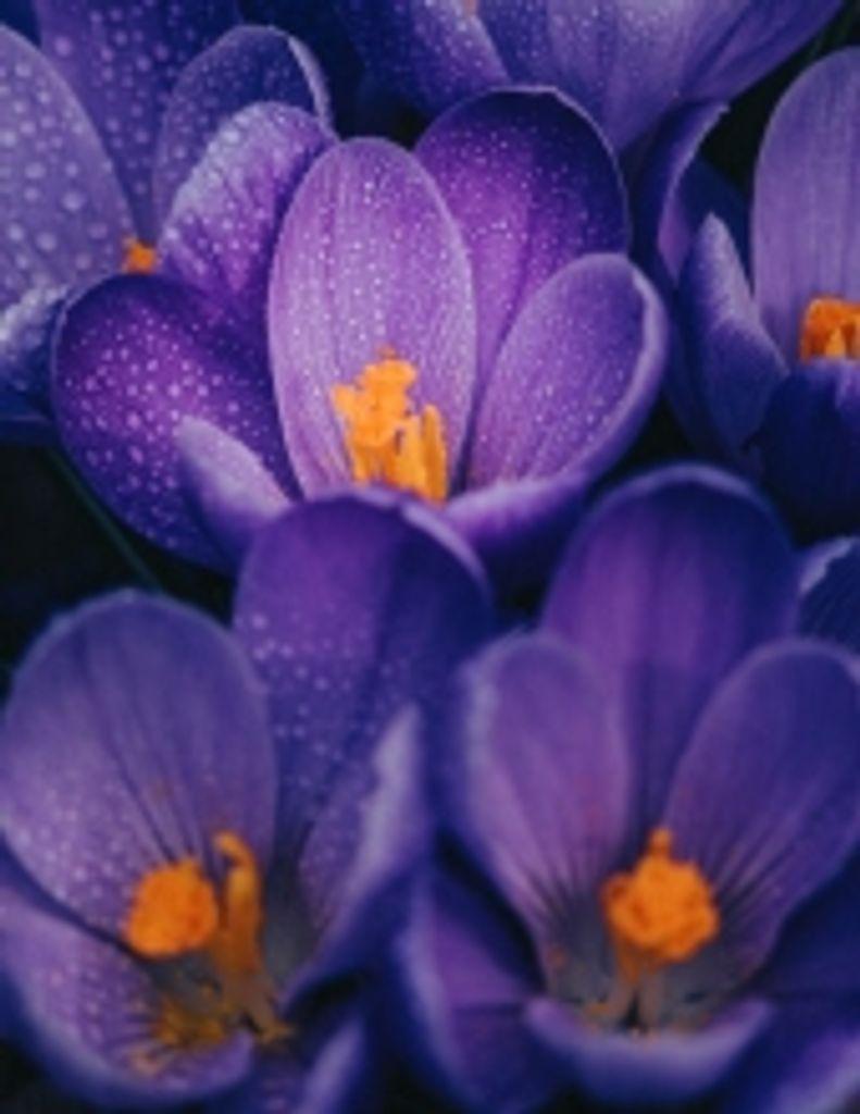 Lucille Lynne Nelson