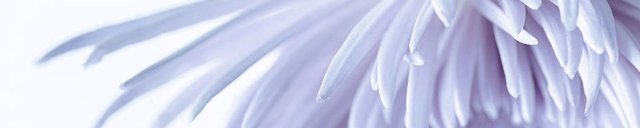 Cover for Nancy Olson's Obituary