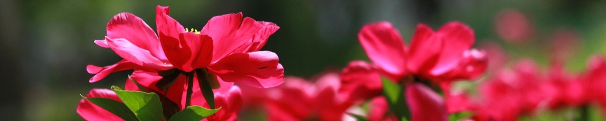 Cover photo for Phyllis M. Van Horn's Obituary