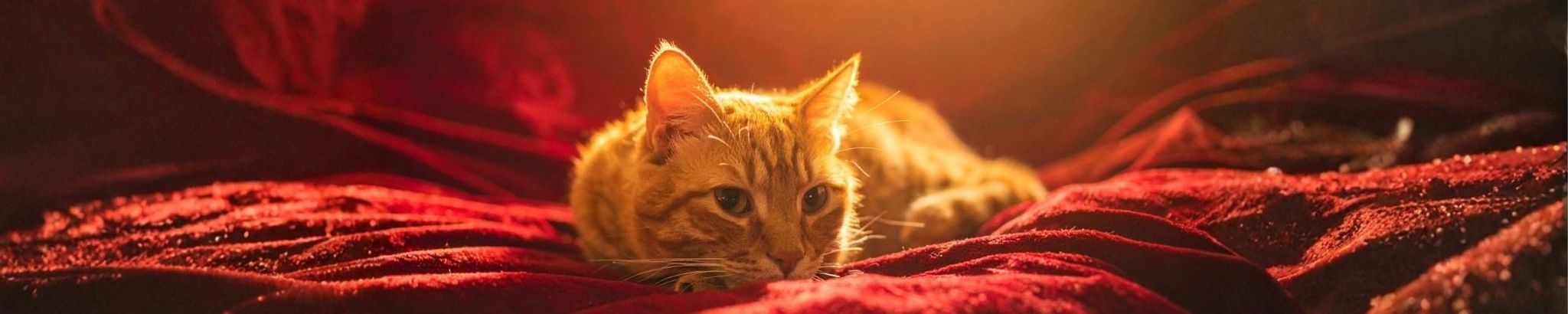 Cover for Christine A Reed's Obituary