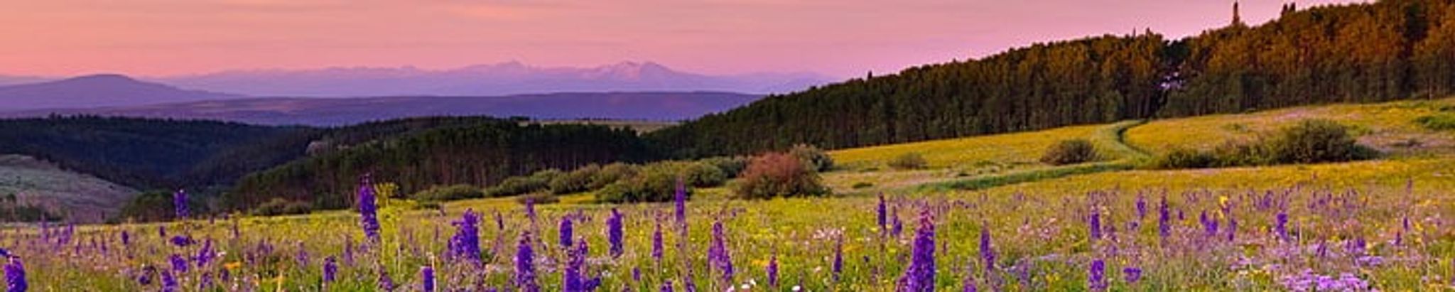 Cover for Patricia Smothers's Obituary