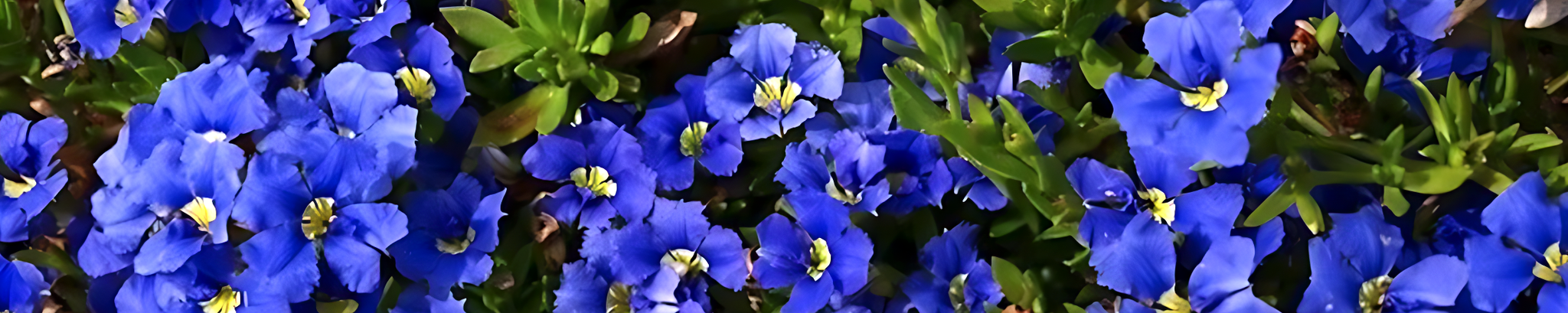 Cover photo for Wilmith Frances Duncan's Obituary