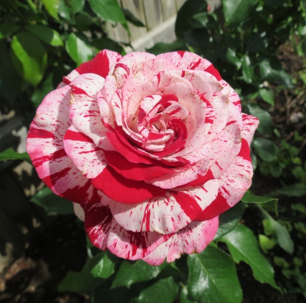 Nancy Johnston Profile Photo