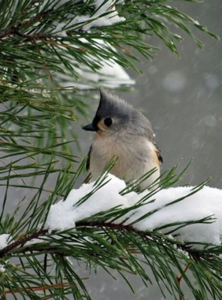 Phyllis Jean Malamphy