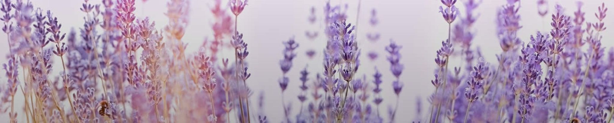 Cover photo for Lavonne Mildred Zweygardt's Obituary