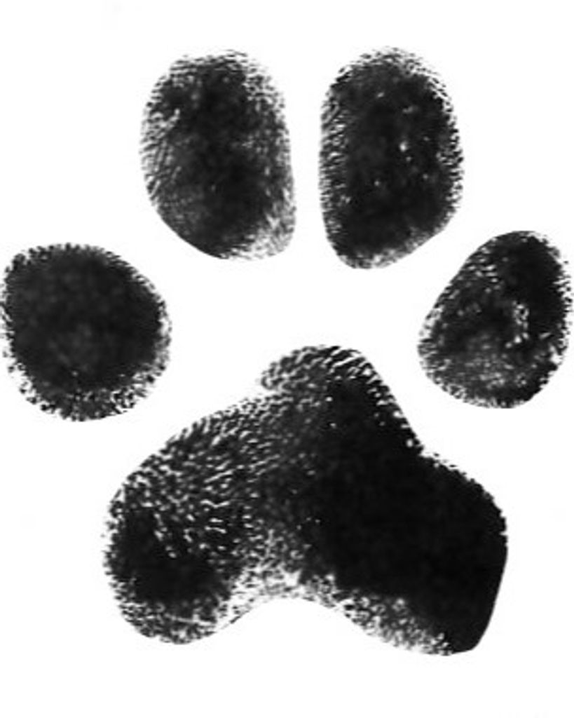 Bear Sigmon Profile Photo