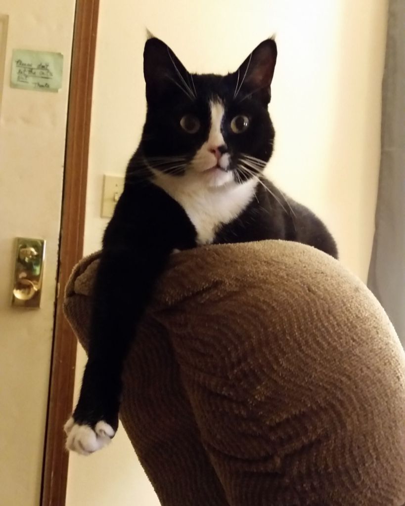 Whiskers Laswell