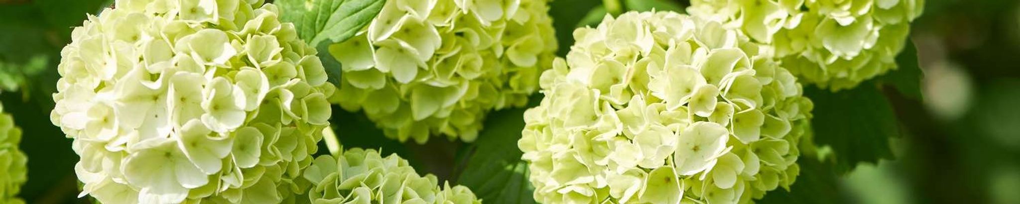 Cover photo for Winona "Wendy" Todd's Obituary