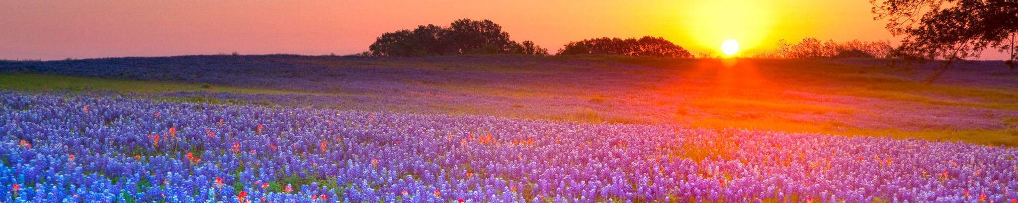 Cover photo for Linda Ann (Mays) Davis's Obituary