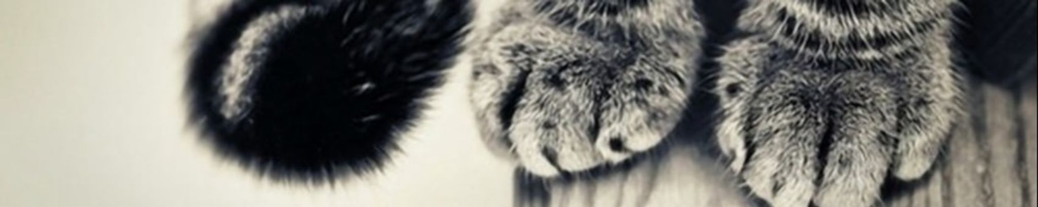 Cover for Bettina Bonner's Obituary