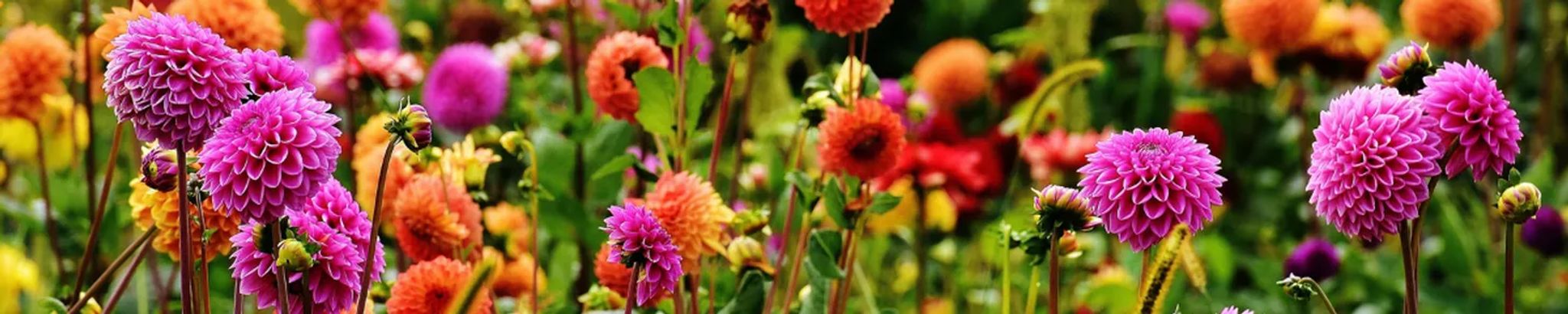 Cover photo for Ruth H. Molony's Obituary