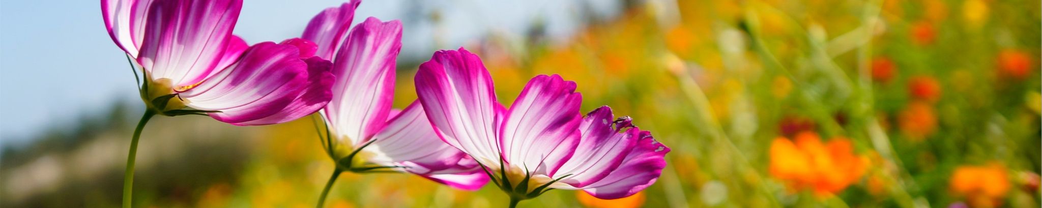 Cover photo for Gloria Jean Mullins's Obituary
