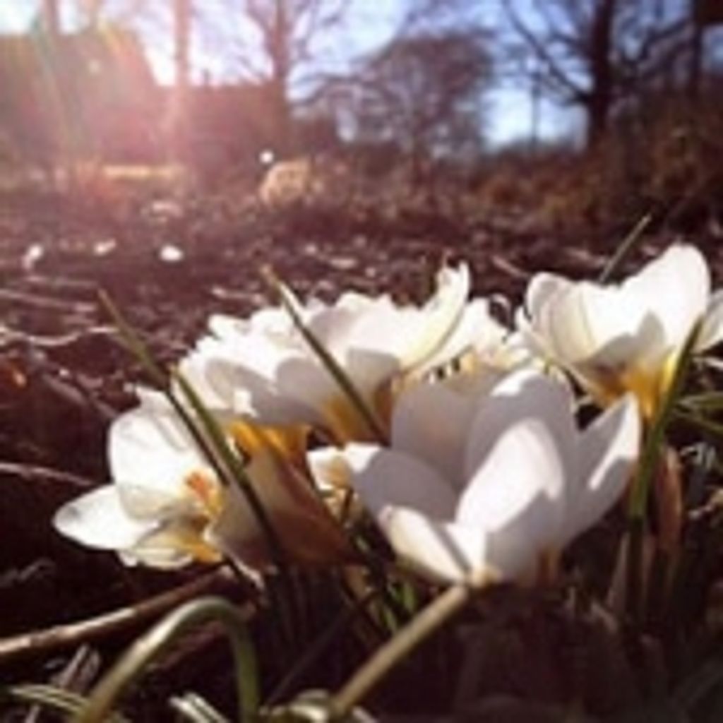 Alice Harrell Proctor Herr