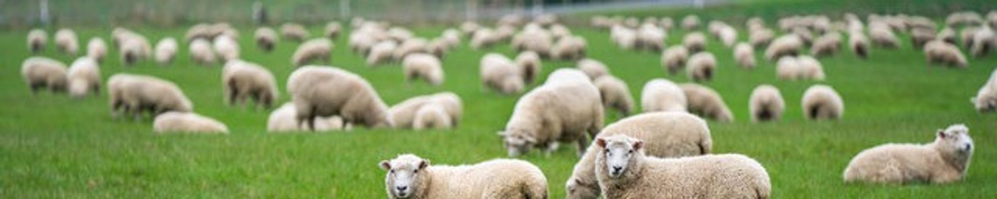 Cover for Lorena Mae Thayer's Obituary