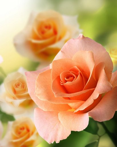 Carol Woodard's obituary image