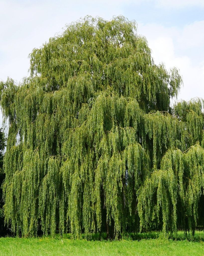 Roberto Christian Fahnoe Profile Photo