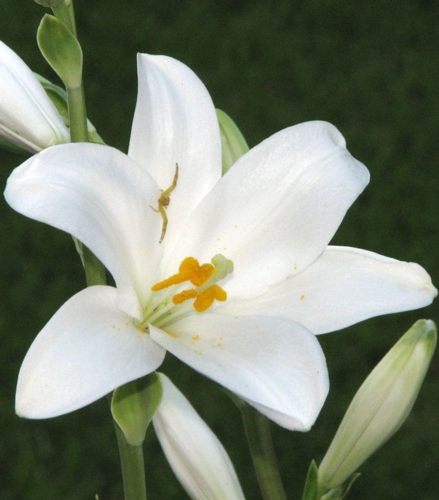 Nancy H Whitmore Profile Photo