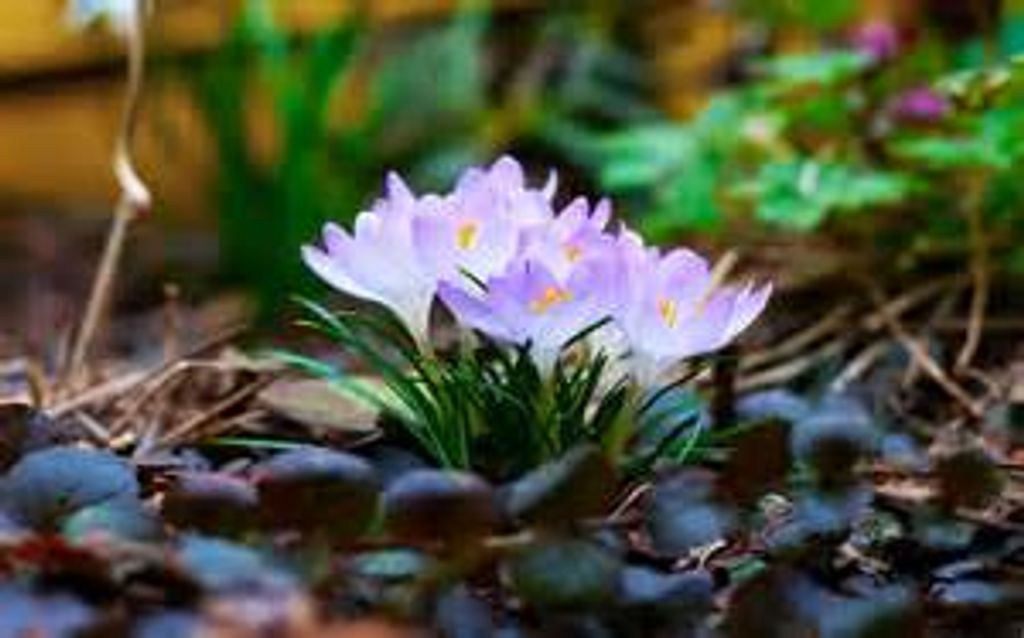 Mrs. Barbara Ann Morrison Profile Photo