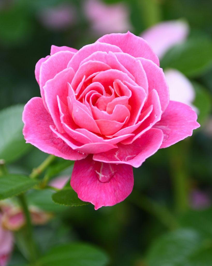 Rosa Elizabeth Coleman Profile Photo