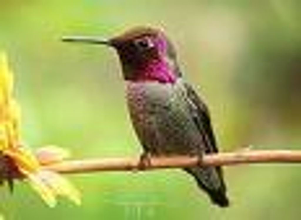 Laura Beth Sheets Profile Photo