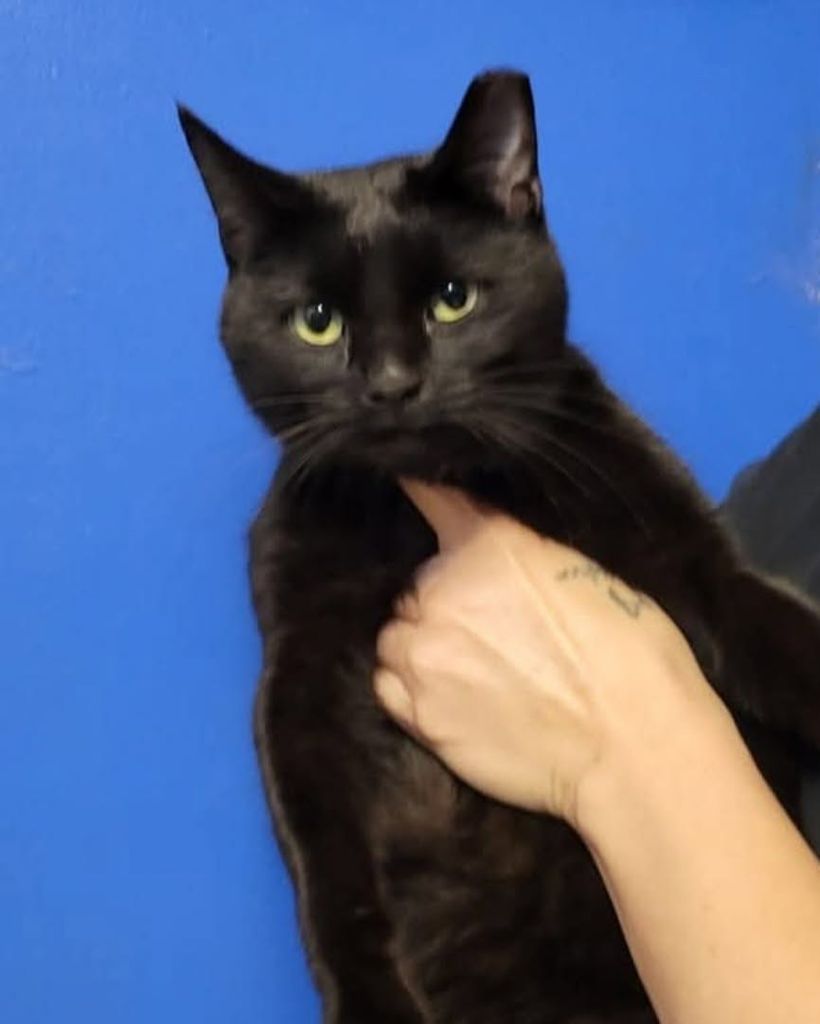 Cobra Caudill Profile Photo