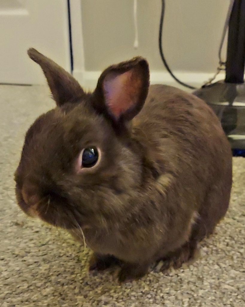Hershey Palmer Profile Photo