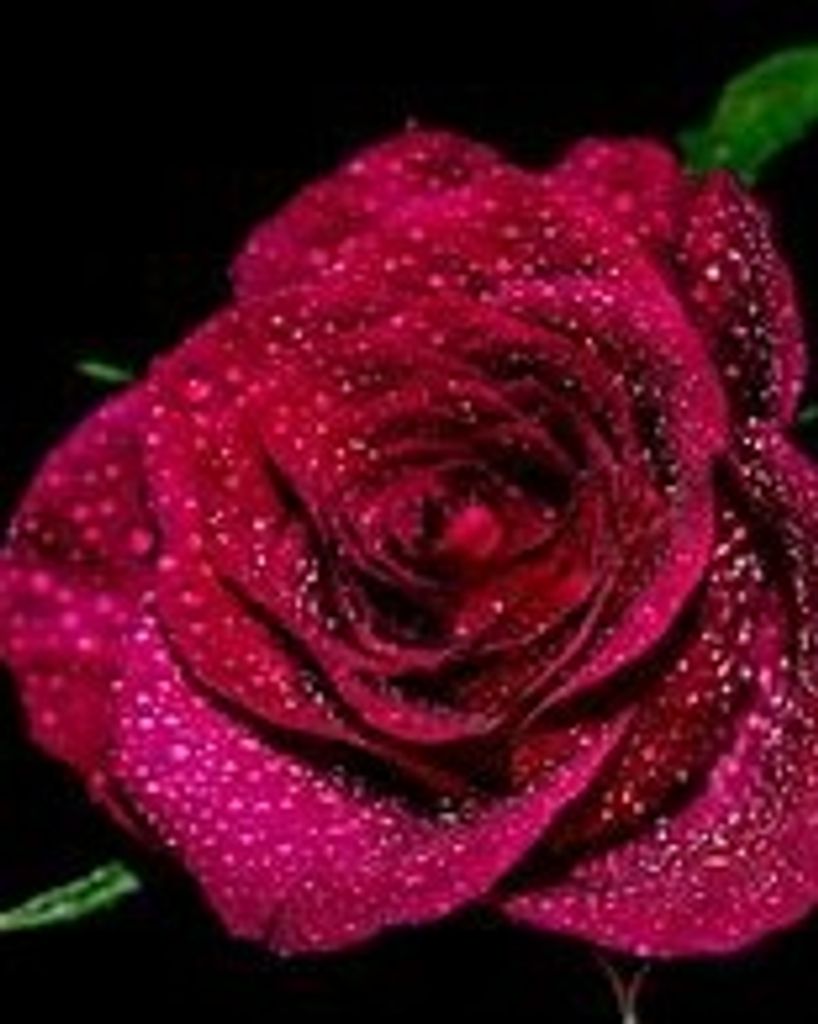 Sarah Louise Carter Aultman