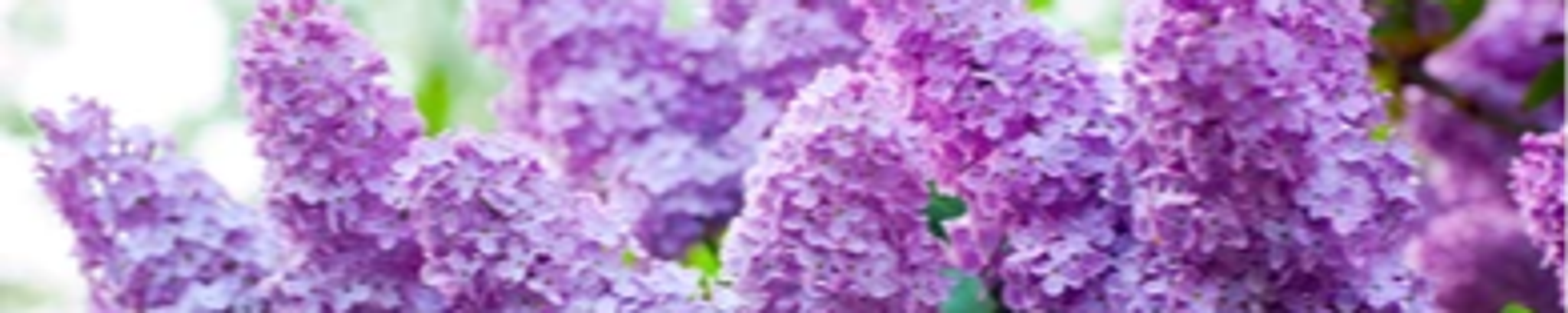 Cover photo for Lorraine Edna Schroeder's Obituary