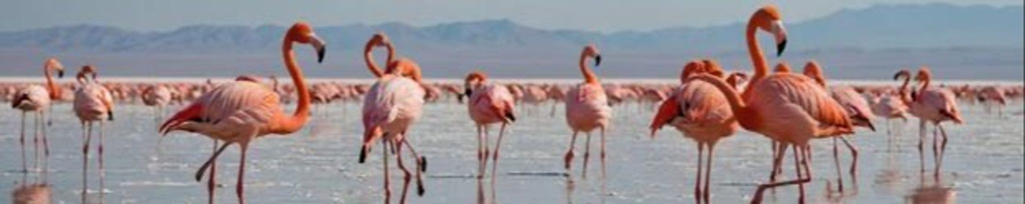 Cover for Lois Lynne Arends's Obituary