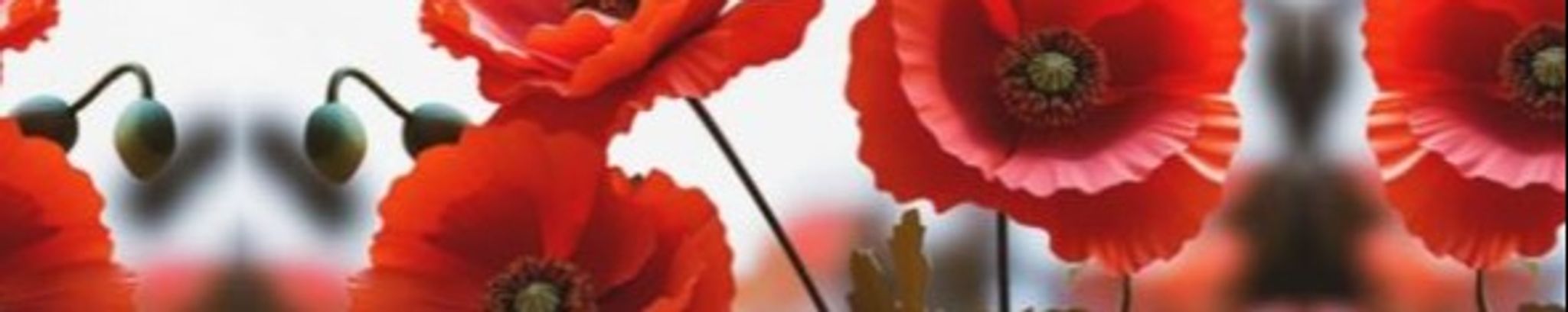 Cover for Elzbieta Roza Jaskiewicz's Obituary