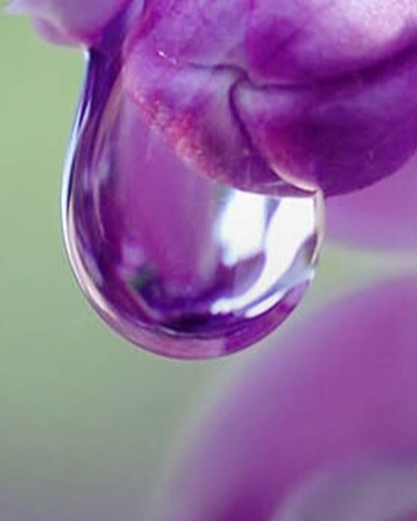 Ellen Violet Mielke Profile Photo