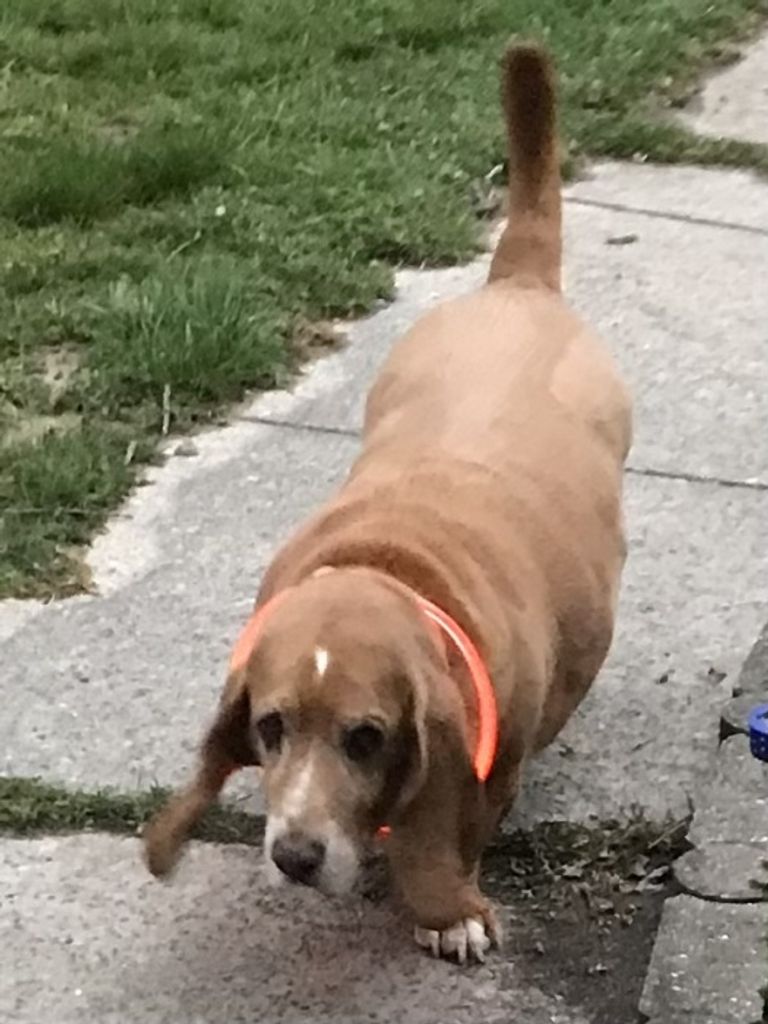 Rocky Top Honaker