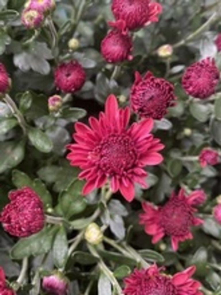 Beverly Ann Stimer-Walker Profile Photo