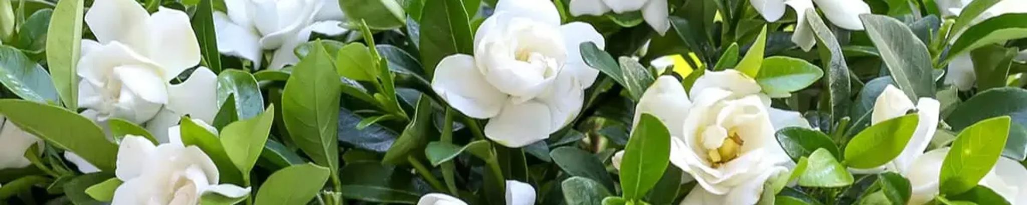 Cover for Nancy Lupo's Obituary