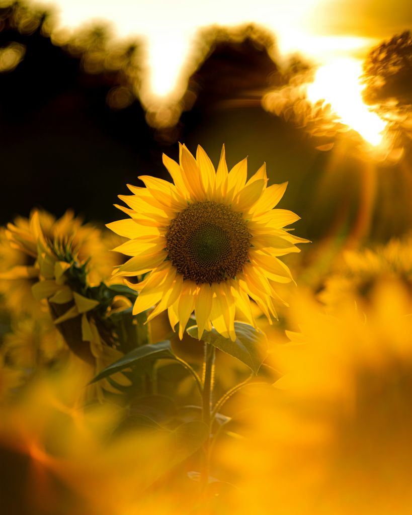 Carol Acker Profile Photo