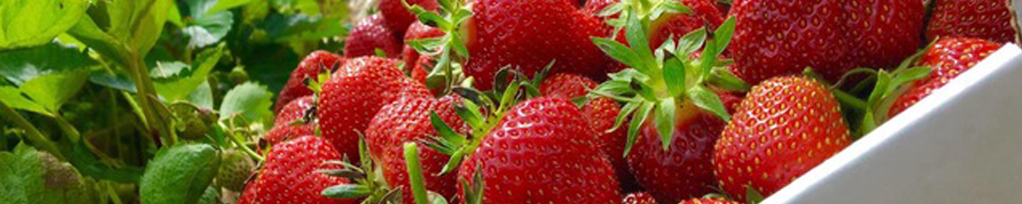 Cover for Margaret Ann Hanson's Obituary