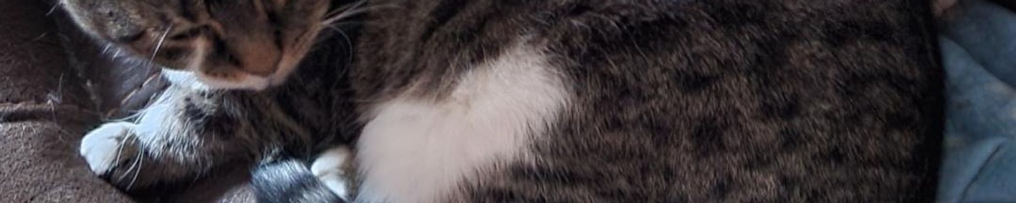 Cover for Misty's Obituary