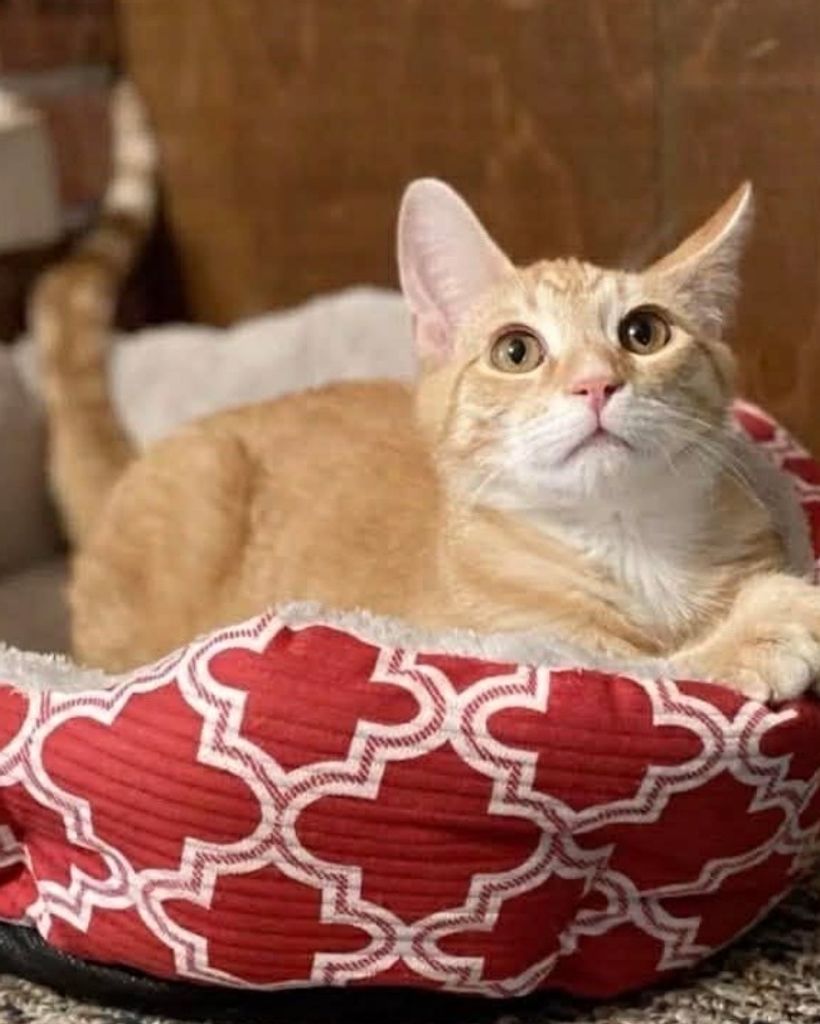 Simba Toney Profile Photo