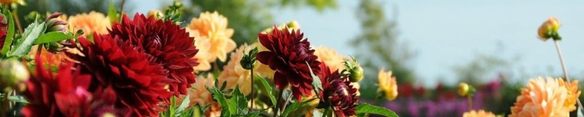 Cover for Elfriede Brewer's Obituary
