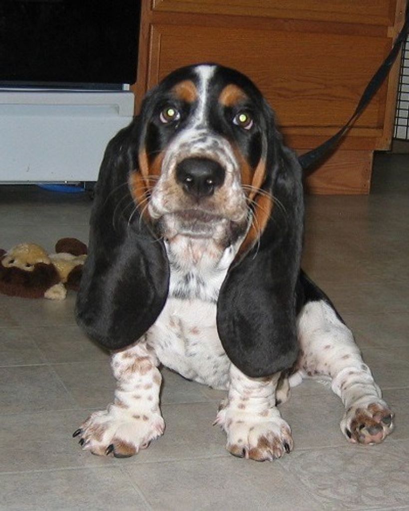 Waldo Vikeras