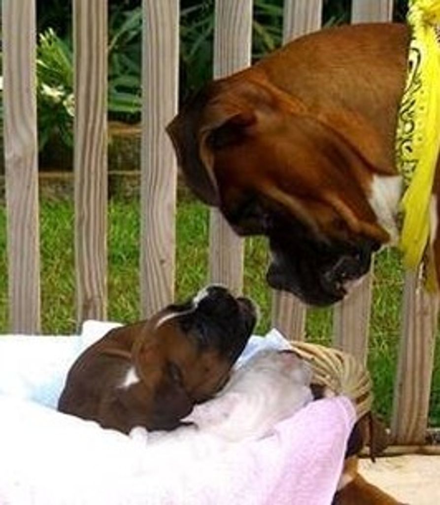 Kody'S Daisy Profile Photo