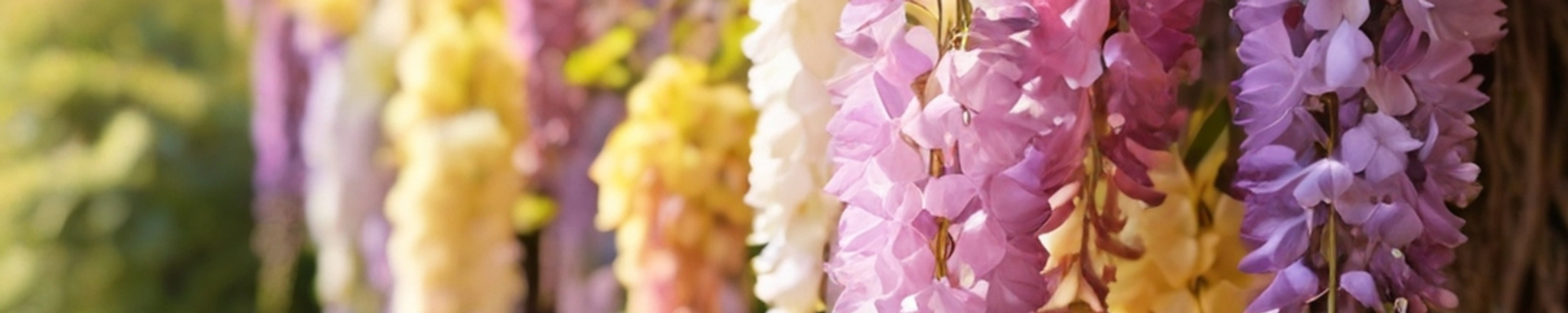 Cover photo for Suzanne Pachynski's Obituary