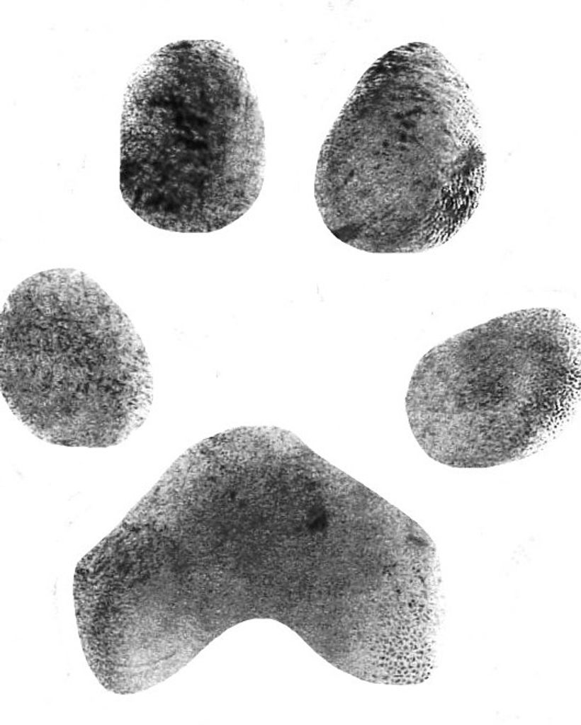 Big Lou Jones Profile Photo