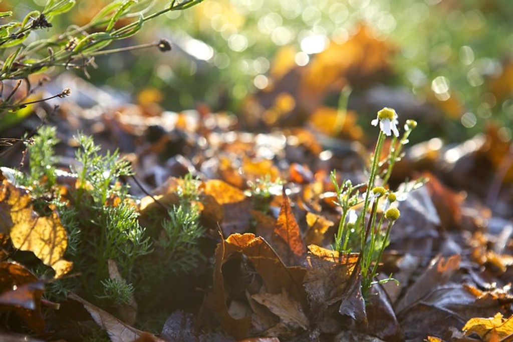 Cover photo for Barbara Honeycutt's Obituary