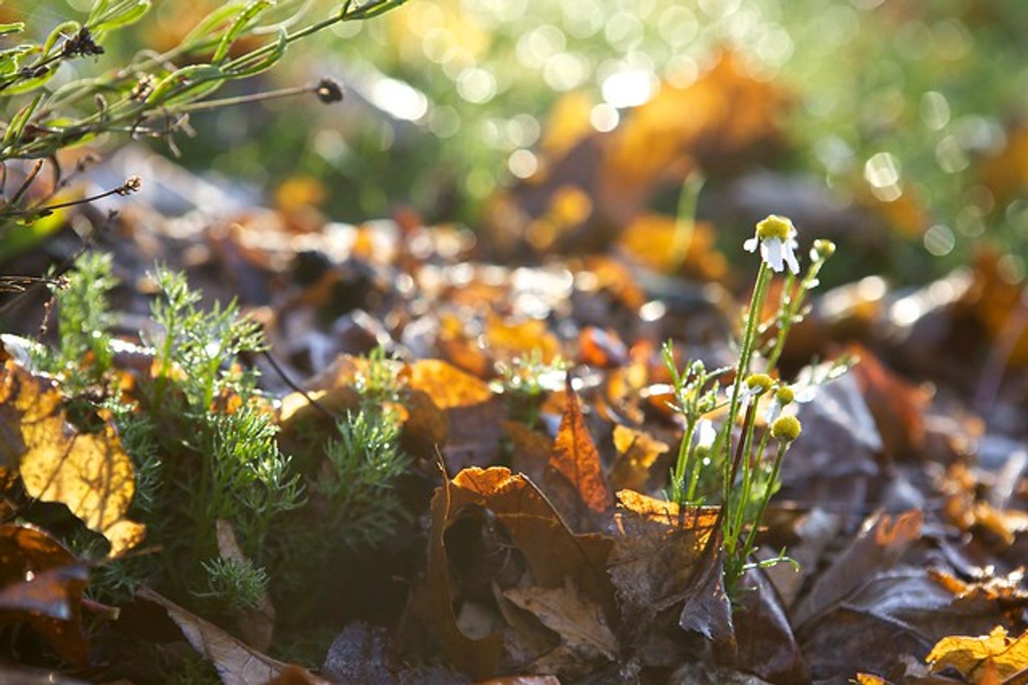 Cover for Barbara Honeycutt's Obituary