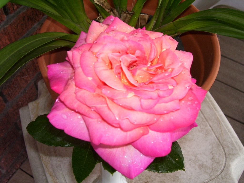 Patricia J. (Price) Devlin